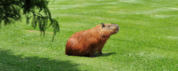 parc animalier bourgogne