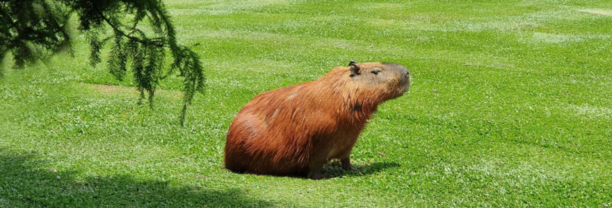 parc animalier bourgogne